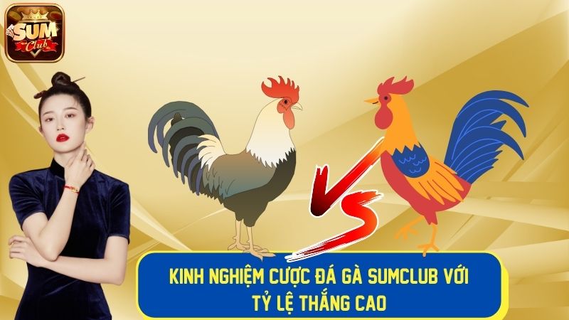 Kinh nghiệm cược đá gà với tỷ lệ thắng cao